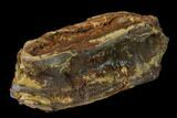 Cretaceous Swordfish (Protosphyraena) Vertebra - Kansas #136486-2